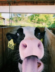 a black and white cow sticking its tongue out