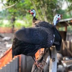 two turkeys sitting on top of a tree branch in front of a fenced area