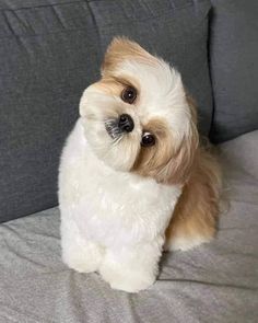 a small brown and white dog sitting on top of a gray couch next to a pillow