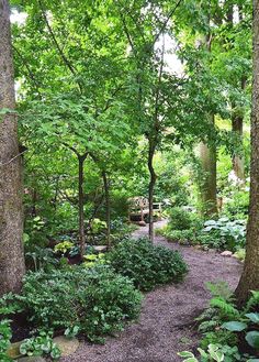 a path in the middle of a forest with lots of trees and plants around it