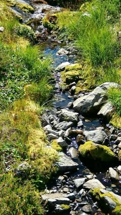 a small stream running through a lush green forest filled with lots of rocks and grass