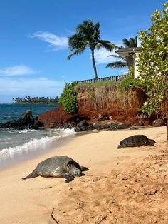 two large turtles laying on top of a sandy beach next to the ocean with palm trees