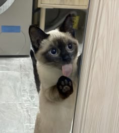 a siamese cat sticking its tongue out from behind a door with it's front paws up