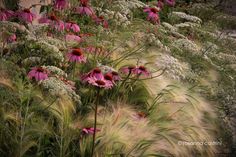 purple and white flowers are in the middle of tall green grass, with long grasses blowing in the foreground