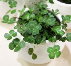 small potted plants with green leaves on a table