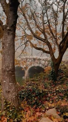 two trees with leaves on the ground and bridge in the background, near some rocks