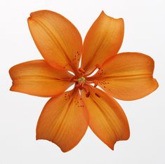 a yellow flower is shown on a white background