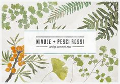 an image of leaves and berries with the words nivele + pesci rosi