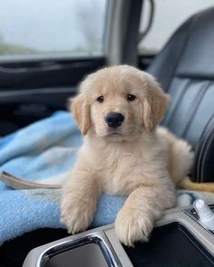 a puppy sitting in the back seat of a car