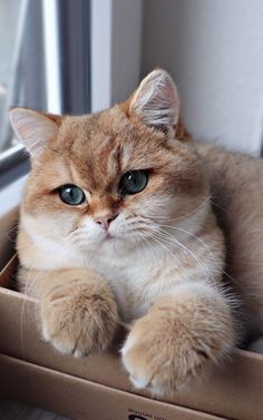 an orange and white cat sitting in a cardboard box with its paws on the window sill