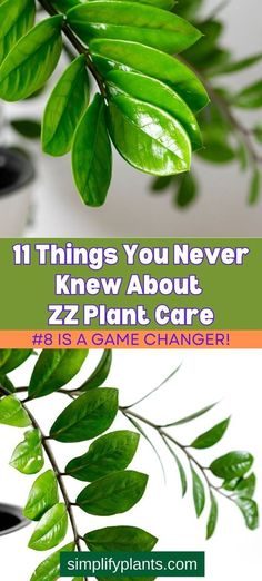 Plant Leaves Turning Brown, Indoor Orchids, Diy Container Gardening, Plant Care Guide, Some Interesting Facts, Garden Remedies