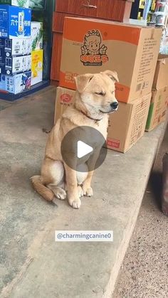 a dog sitting on the ground next to boxes