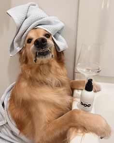 a dog sitting in a bathtub with a towel on it's head and a bottle of deodorant next to it