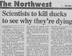 an article in the north west newspaper about scientist's to kill ducks to see why they're dying