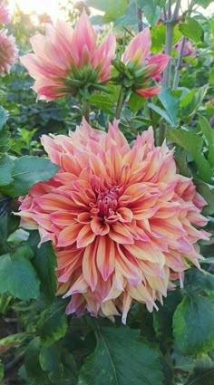 an orange and pink flower with green leaves