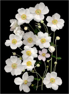 an arrangement of white and pink flowers against a black background