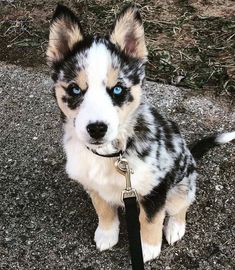 a black and white puppy with blue eyes sitting on the ground