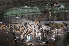 a museum filled with lots of different types of dinosaurs and other animal skeletons on display