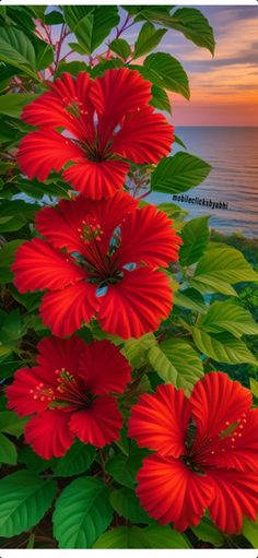 red flowers with green leaves in the foreground and sunset on the ocean in the background