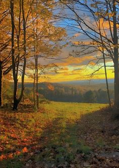 the sun is setting on an autumn day in the woods with leaves all over the ground