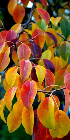 colorful leaves are hanging from the branches of a tree with green, yellow and red leaves