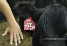 a woman's hand on the back of a black cow with a red tag that says well you thank