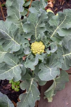 a close up of a plant with green leaves and a yellow flower in the center