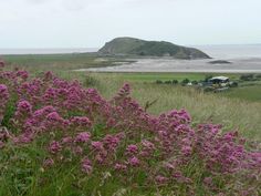 wildflowers in the foreground with an island in the background