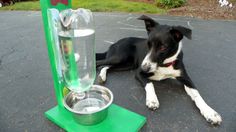 a dog laying on the ground next to an empty water bottle and a metal cup