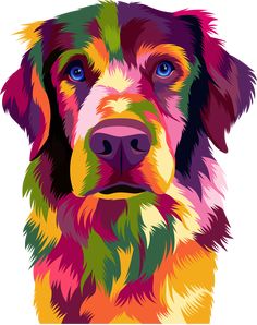 a colorful dog with blue eyes on a white background