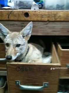 a dog is sitting in an open drawer