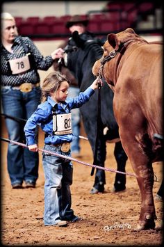 Country Babies, Showing Cattle, Fair Week, Big Cow, Show Cows, Stock Show, Image Moto, Show Cattle, Farm Kids