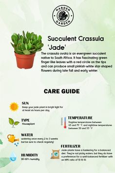 an info sheet describing how to use succulent crassula for the garden