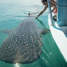 a large whale swimming in the ocean next to a person on a boat with it's head above water