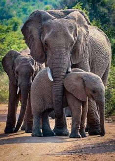 an adult elephant and two baby elephants walking down a dirt road with trees in the background