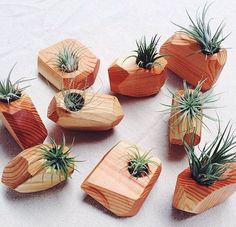 small wooden planters with air plants in them