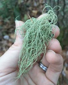 Usnea Lichen, Medicinal Weeds, Natural Antibiotic, Edible Wild Plants, Magia Das Ervas