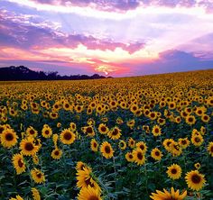 the sun is setting over a large field of sunflowers