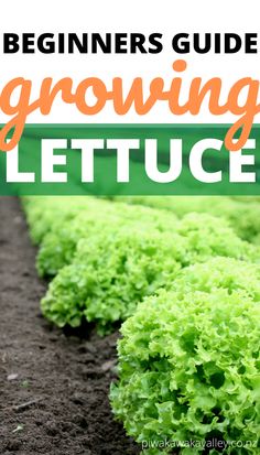 the beginner's guide to growing lettuce with text overlay that reads beginners guide to growing lettuce