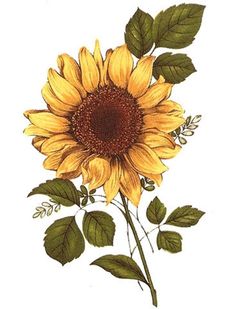 Ceramic Decals, Watercolour Ideas, Sunflower Pictures, Sunflower Tattoos, Sunflower Wallpaper, Sunflower Art, Sunflower Painting, Yellow Sunflower