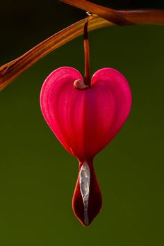 "Bleeding heart flowers are amazing to me because of their heart shape and rich color.  When I first began to photograph these flowers I realized that they would become a very special subject for a LargerThanLifePrint.  This category of print is one which inspires awe and wonder in the beholder.  There should be an ETSY category of print style known as a \"mood print\" in my view.   These images definitely set a mood.   I regularly have customers tell me that these images help them to recall a nostalgic memory of a beloved family member who once planted this flower.  They are remembered by adults as a flower which was planted in their childhood, often by a mother or grandmother.   In addition to this first group, I have sold prints of bleeding heart flowers to people who are struggling wit Heart Flowers, Nothing But Flowers, Heart Flower, Flower Therapy, Nature Plants, Pretty Plants, Pretty Photos, Print Style, Making Room