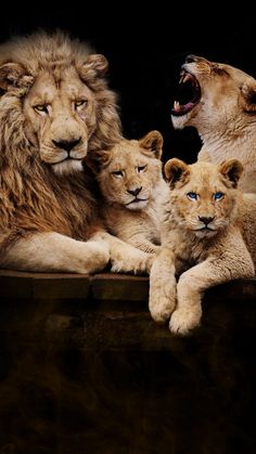 three lions and one lion cub are sitting together