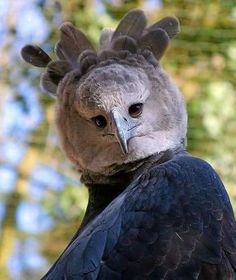 a close up of a very pretty bird with a big beak on it's head