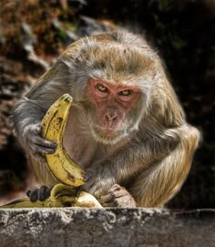 a monkey sitting on top of a banana peel with caption that reads, you said something about my banana?