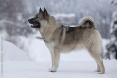 a dog standing in the snow with its mouth open