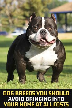 a black and white dog standing on top of a lush green field