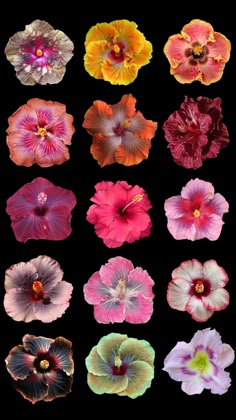 many different colored flowers on a black background