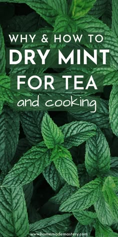 green leaves with the words why and how to dry mint for tea and cooking