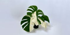 Monstera Albo Plant Care & Growing Guide Plantcarefully Monstera Plant Care, Monstera Albo, Powdery Mildew, New Leaf, How To Take, Plant Care