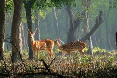 two deer standing in the woods next to each other